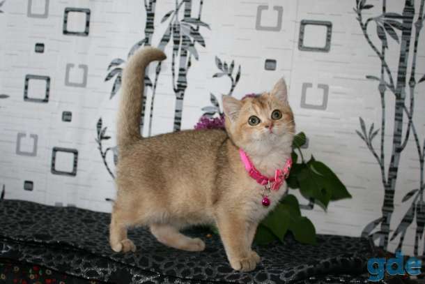 котята британские, фотография 4