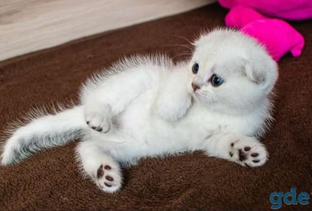 Шотландский кот фолд, фотография 4