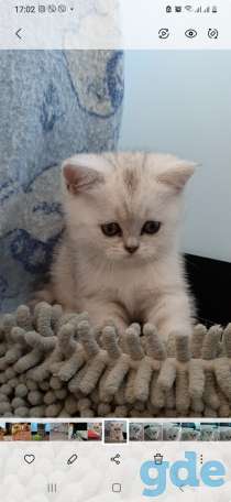 Котята, фотография 2