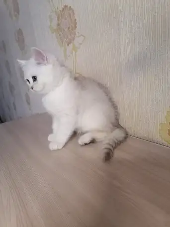 Британский котёнок, фотография 3