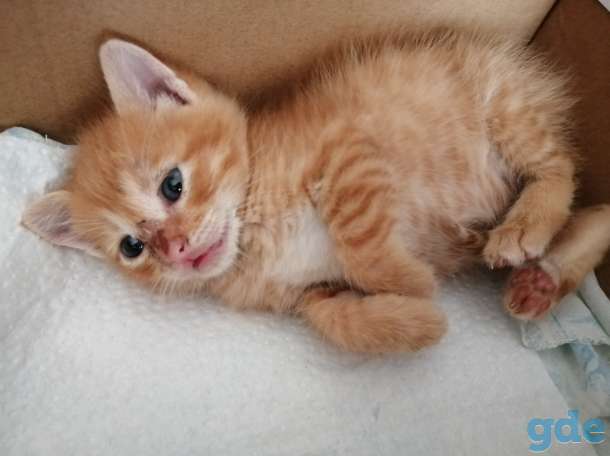 Рыжий котенок, фотография 2