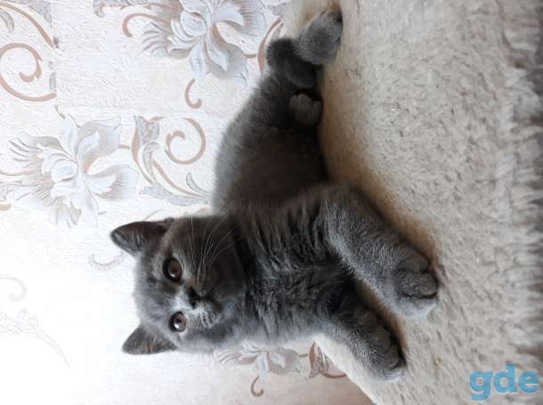 Продам котят британской породы, фотография 4