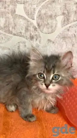 Отдам даром котят, фотография 3