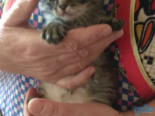 Котята в добрые руки, фотография 1