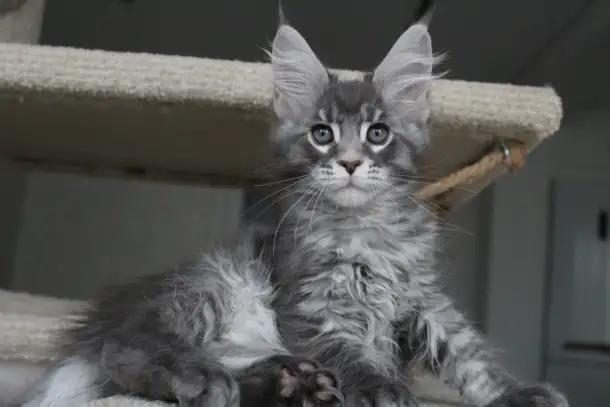 Котенок мейн-кун!, фотография 2