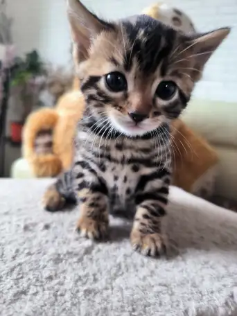 Бенгальские  котята, фотография 3