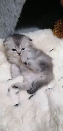 Котята шотландские вислоухие, фотография 4