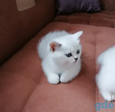 Британские котята, фотография 2