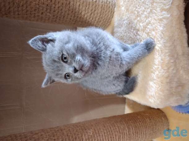 Шотландские котята, фотография 1