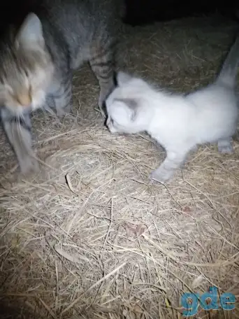 Котята в добрые руки, фотография 4