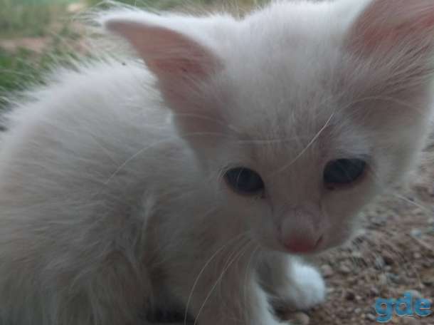 Котята, фотография 4