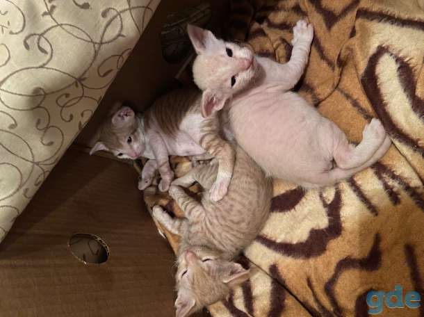 Котята канадского сфинкса, фотография 1