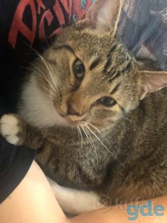 Кот 