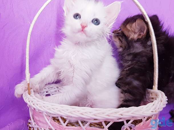 Котята бесплатно., фотография 1