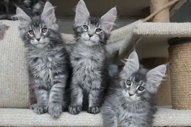 Котята мейн кун ждут Вас!, фотография 2