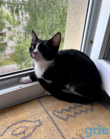 Котёнок в добрые руки, фотография 2