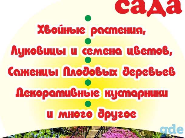 Семена овощей и цветов, саженцы в Гомеле, фотография 1