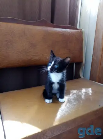 Котята в дар., фотография 2