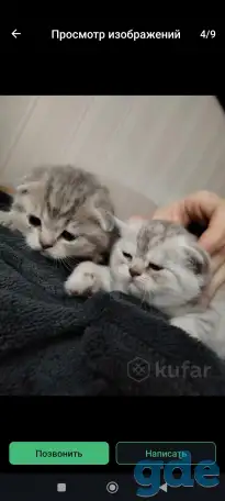 Шотландские чистокровные котята, фотография 10