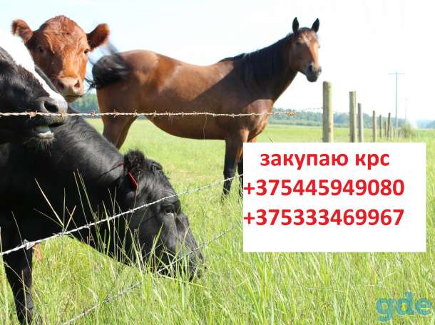 закупаем крс, фотография 1