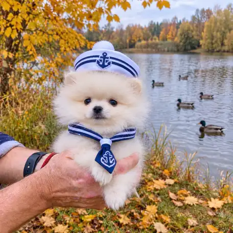Щенок шпица супер мини, фотография 1