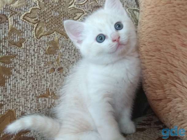 Британские котята, фотография 5