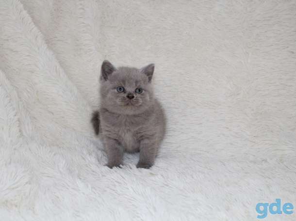 продам котят, фотография 5