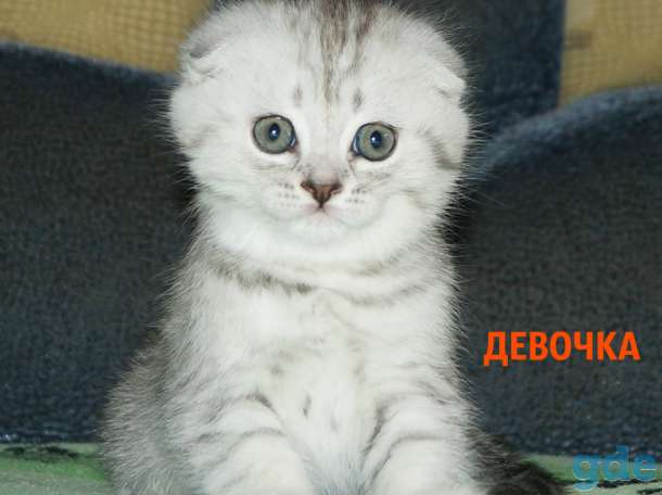 Шотландские котята, фотография 4