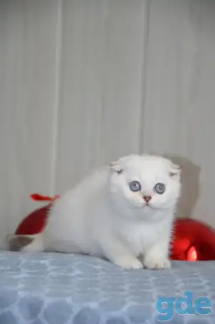Шотландские котята, фотография 4