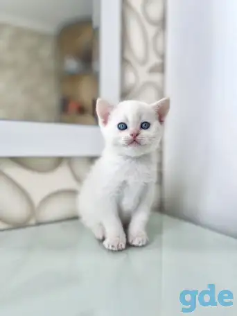 Шотландские котята, фотография 2