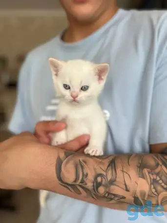 Шотландские котята, фотография 3