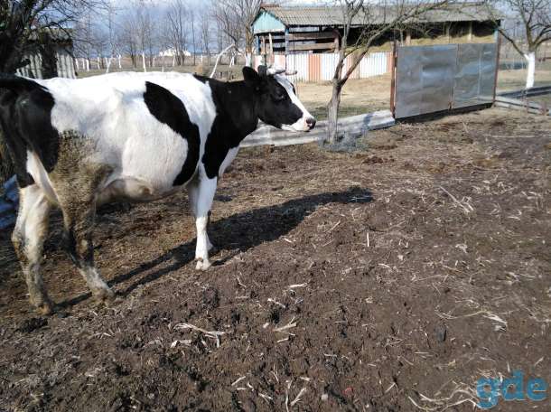 Продам стельную корову, фотография 2