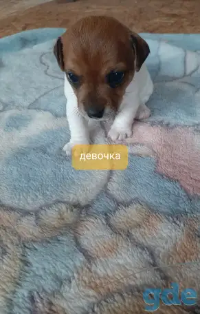 Щенки, фотография 7