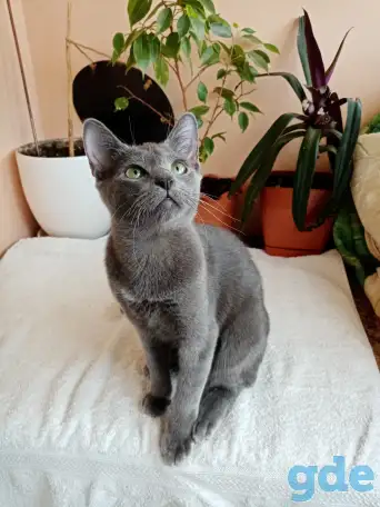 Котенок Русская Голубая, фотография 2
