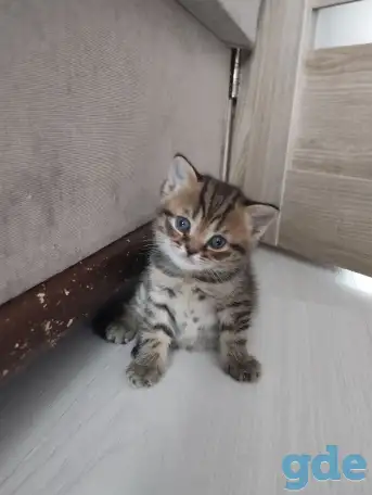 Шотландские котята, фотография 5