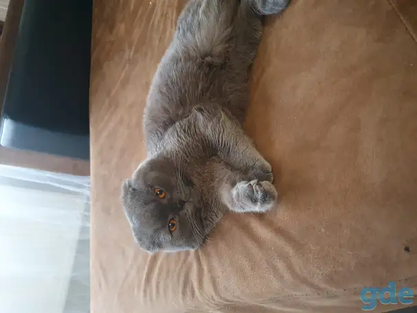 Продажа котят, фотография 4