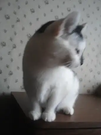 КОТЕНОК МАЛЬЧИК 2.5 МЕС., фотография 5