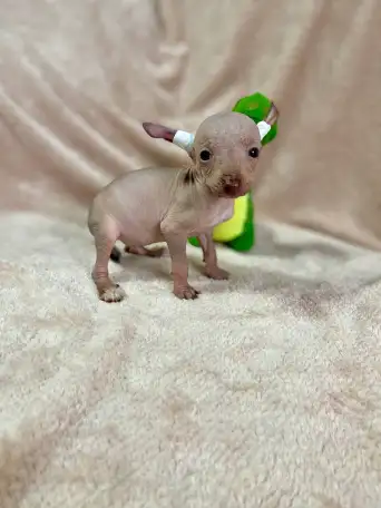 Щенки Ксолоитцкуинтли голой мексиканской собаки, фотография 4