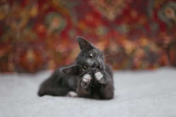 Нежный котенок Масик ищет дом!, фотография 1