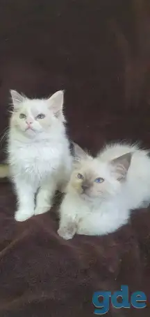 Котята рэгдоллл, фотография 3
