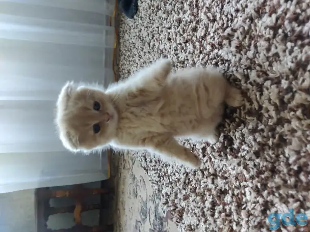 Шотландский котёнок, фотография 1