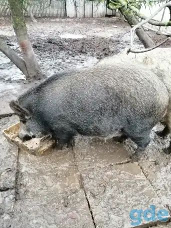 Домашние свинки живым весом, фотография 1