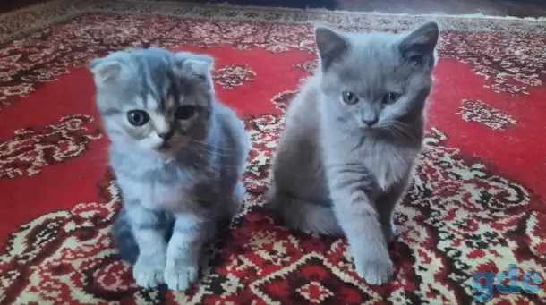 Британские кошечки, фотография 1
