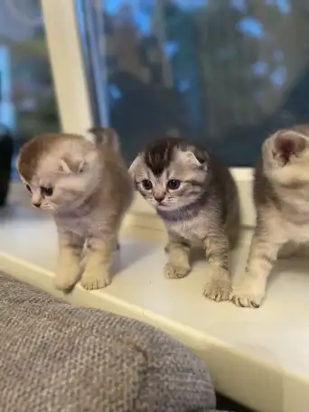 Милые шотландцы, фотография 2