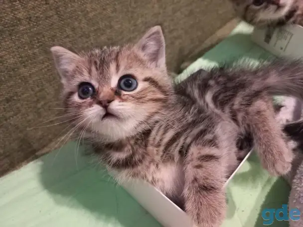Британские котята, фотография 4