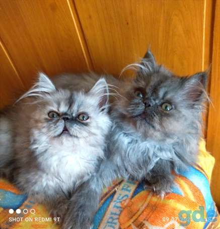 Персидские котята экстремалы чистокровные персы., фотография 2