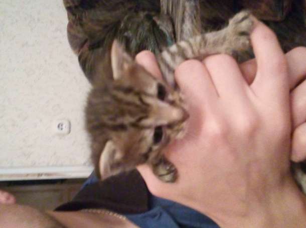 Отдам котят, фотография 5