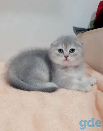 Продам шотландскую кошечку, фотография 1