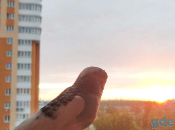 Улетел волнистый попугайчик 18.09.21, фотография 1