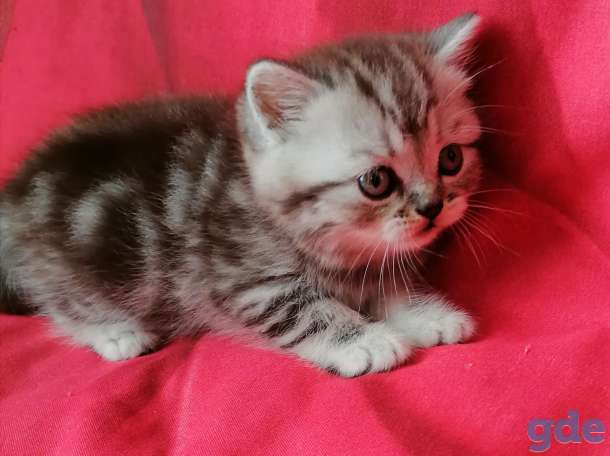Шотландские котята, фотография 2